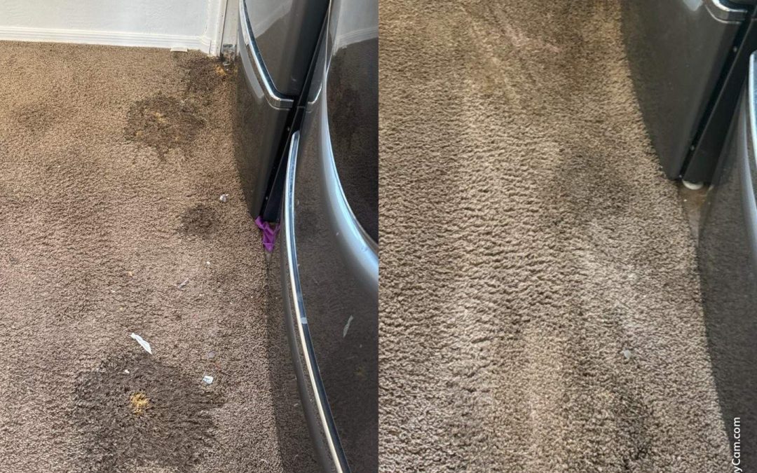 Transforming Homes with Expert Carpet Dyeing: Say Goodbye to Bleach Spots