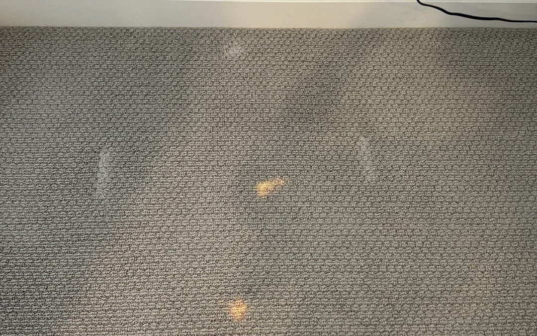 Bleach-Stained Carpet Repair in Phoenix: When Repair is Better Than Dyeing